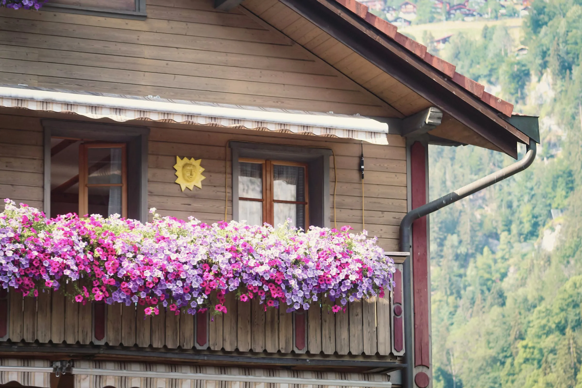Balcon fleuri de géraniums